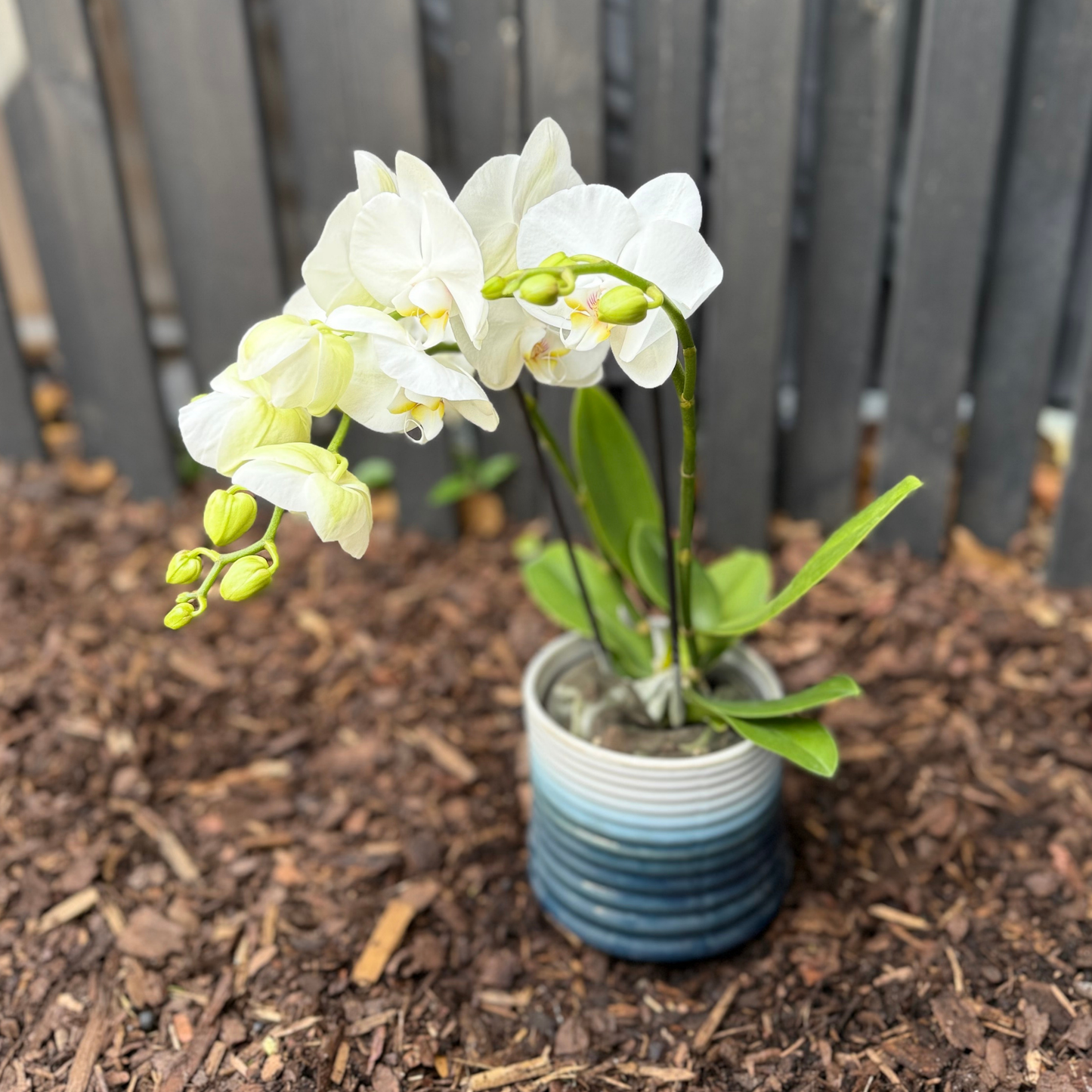 Orchidee