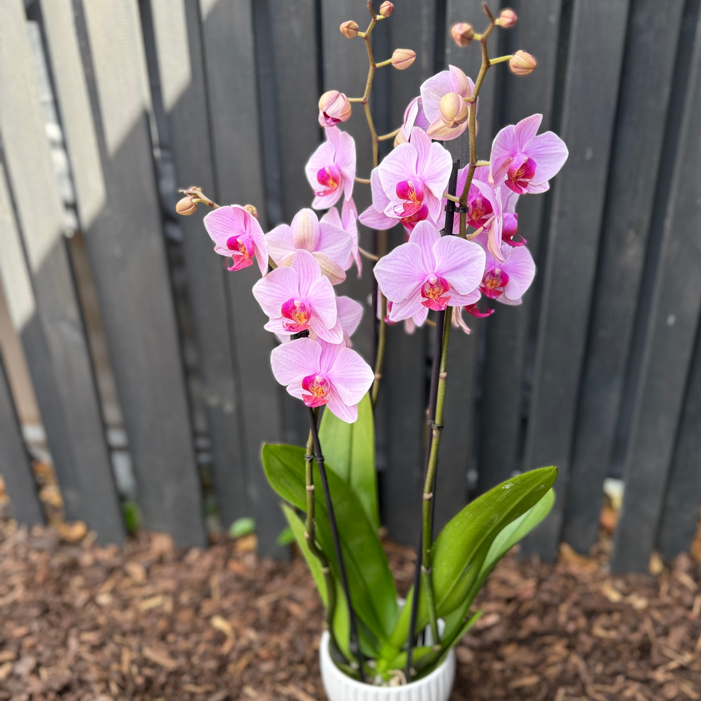 Orchidee