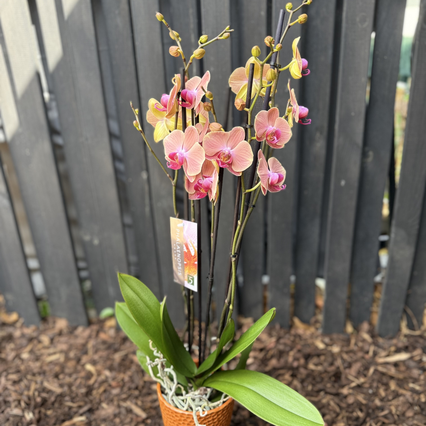 Orchidee